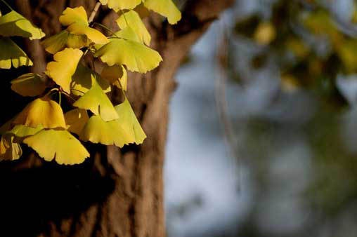 銀杏 銀杏