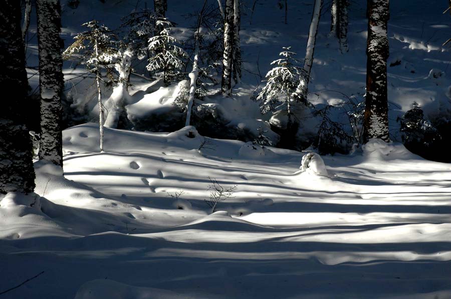 地下森林 地下森林